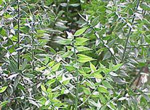 Furti di ruscus nei vivai lucchesi