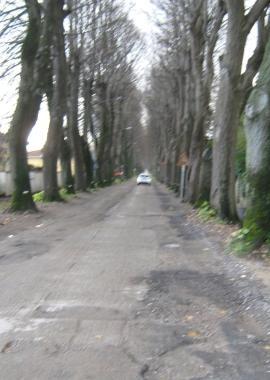 Viale Diaz a Vicopisano 