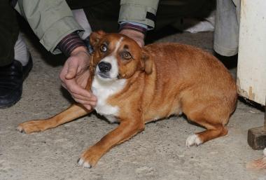 <b>LEROINA.</b>Un premio per la cagnolina Serena 