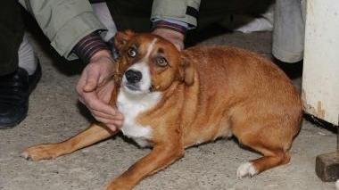 <b>L’EROINA.</b>Un premio per la cagnolina Serena