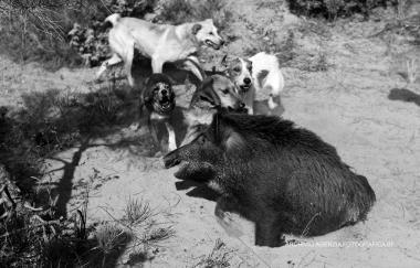 Una battuta di caccia al cinghiale 