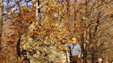 Al lavoro per la ripulitura del vecchio castagno