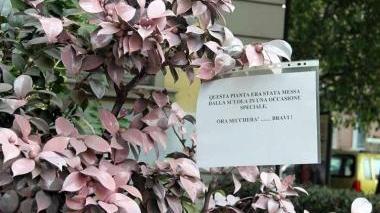La camelia che si trova davanti al classico
