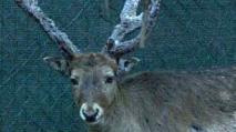 Il daino è un animale selvatico che troviamo spesso in strada