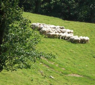 Un gregge di pecore al pascolo sui terreni dellazienda Cerasa 