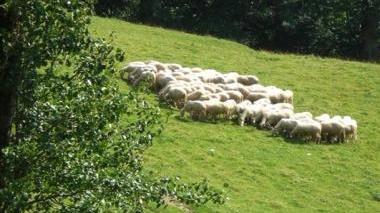 Un gregge di pecore al pascolo sui terreni dell’azienda Cerasa
