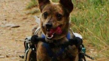Due esemplari di cani ai quali è stata applicata la curiosa sedia a rotelle per permettere loro l’uso delle gambe