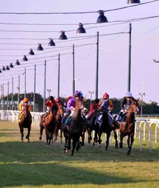 <b>CAPRILLI. </b>Cavalli in pista 