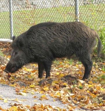 Il cinghiale che per qualche giorno ha gironzolato per San Marcello 