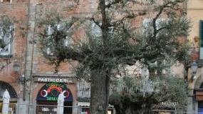 L’allestimento del presepe in piazza San Michele