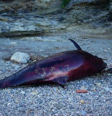 Il delfino spiaggiato a Capo dArco 