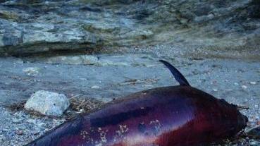 Il delfino spiaggiato a Capo d’Arco