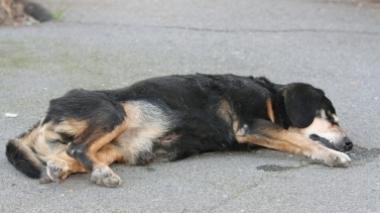 Automobilista investe un cane e fugge
