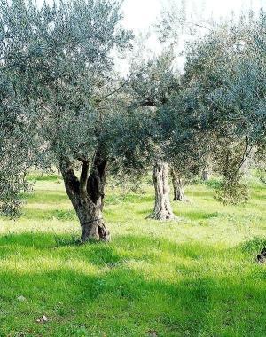Aziende produttrici di olio col marchio di qualità Parchi