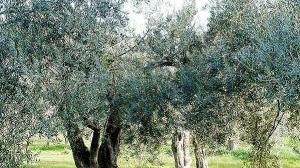 Aziende produttrici di olio col marchio di qualità Parchi