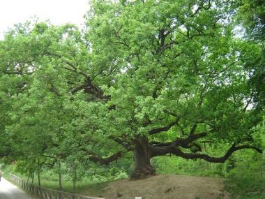 La quercia delle streghe di San Martino in Colle 