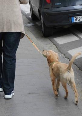 Un cane a passeggio  