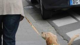 Un cane a passeggio