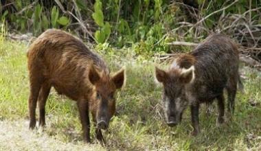 Al Turchetto travolge un cinghiale che attraversa la via Romana