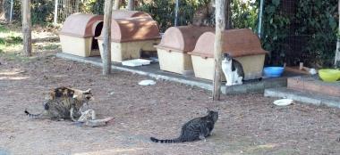 La comunit&agrave; felina a Baratti 