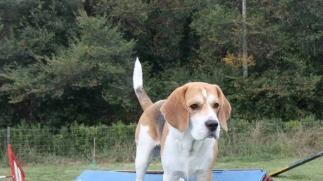 I cani di razza Beagle saranno protagonisti del raduno di oggi a Certaldo e domani a San Gimignano