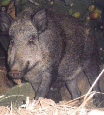 Un cinghiale al pascolo 