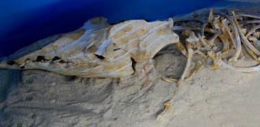 Il fossile del delfino trovato nel marmo dopo 40 milioni di anni 