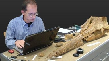 Il prof. Bianucci mentre studia un cranio di cetaceo fossile in un museo 