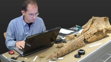 Il prof. Bianucci mentre studia un cranio di cetaceo fossile in un museo