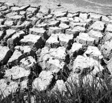 <b>ALLARME.</b> Per la siccit&agrave; che non lascia la Maremma     