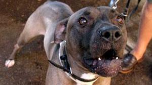 Parla la donna aggredita dal pitbull