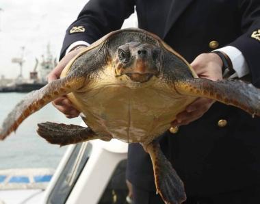 Spiaggiata una tartaruga marina