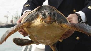 Spiaggiata una tartaruga marina
