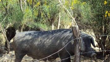 Un esemplare di suino nero maremmano detto anche “macchiaiolo”