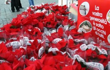 Le stelle di Natale dellAil 