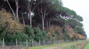La tenuta di Rimigliano è a rischio idraulico