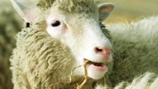 Coldiretti chiede un cimitero per le pecore uccise dai lupi