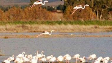 Per l'Immacolata si contano i felicotteri all'oasi Wwf padule Orti-Bottagone