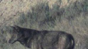Un esemplare di lupo avvistato in Toscana