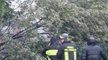 Intervento per rimuovere un albero abbattuto