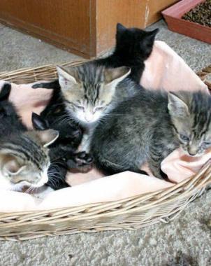 Nasce una nuova associazione per i gatti in difficoltà