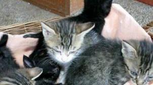 Nasce una nuova associazione per i gatti in difficoltà