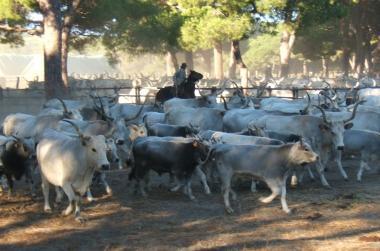 <b>MANDRIANI</b> allopera nel Parco con la mandria di vacche, unesperienza che si potr&agrave; rivivere da domani a domenica 