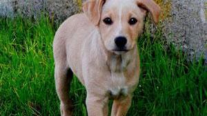 Rubano il cane dall'auto in sosta