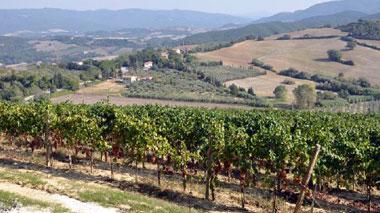 L'architettura del vermentino, il vino cambia il paesaggio