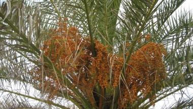 Palme aggredite dal punteruolo rosso (archivio) 