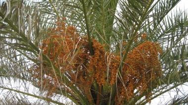 Palme aggredite dal punteruolo rosso (archivio)