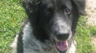 Charlie, goloso e di compagnia