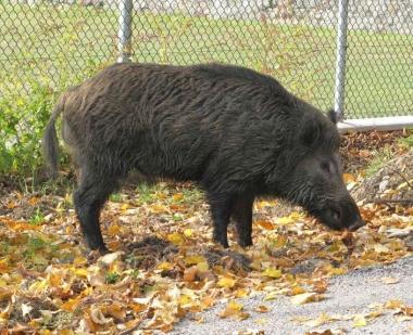 Un cinghiale a lato di una strada 